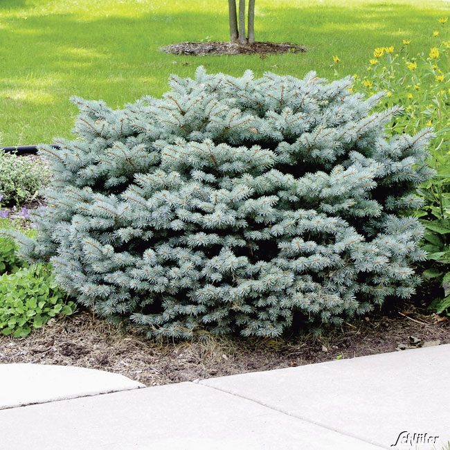 thuja smaragd kaufen berlin Thuja Smaragd kaufen schmale Hecke