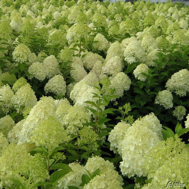 Rispenhortensie 'Limelight'