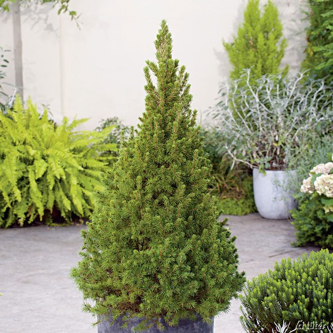 Zwerg-Zuckerhutfichte 'Conica Perfecta' C2 20 - 30 cm Liefergröße: 20 - 30 cm
