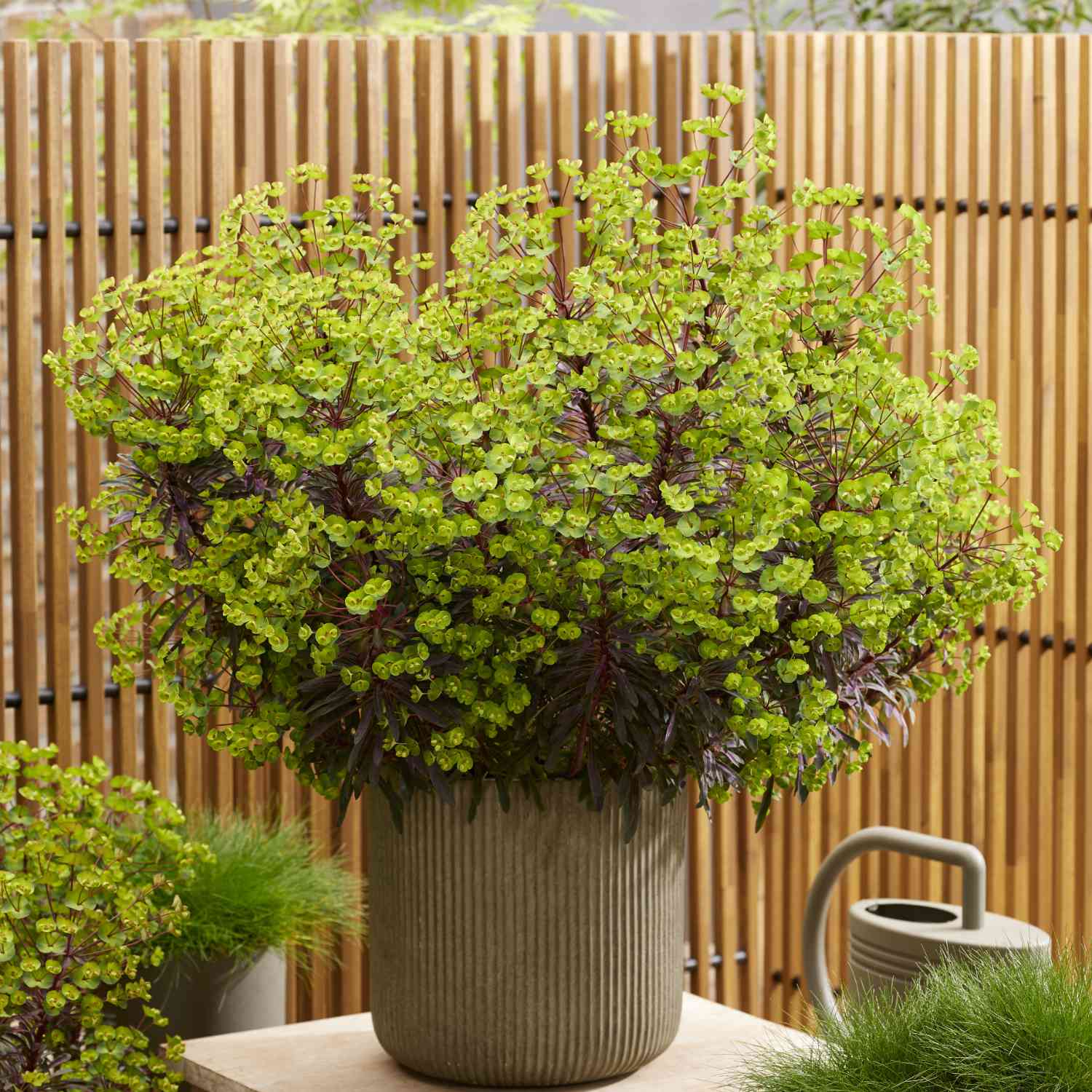 Wolfsmilch 'Miners Merlot' Wolfsmilch 'Miners Merlot'