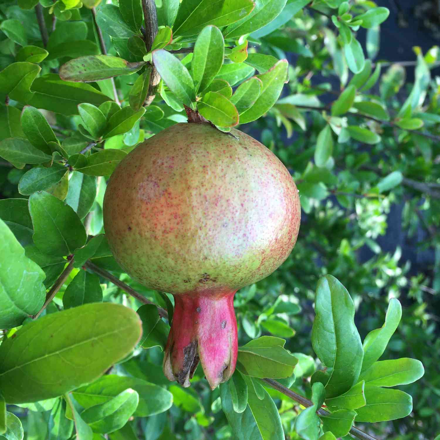 Granatapfel 'Crimson Sky' Granatapfel 'Favorite'