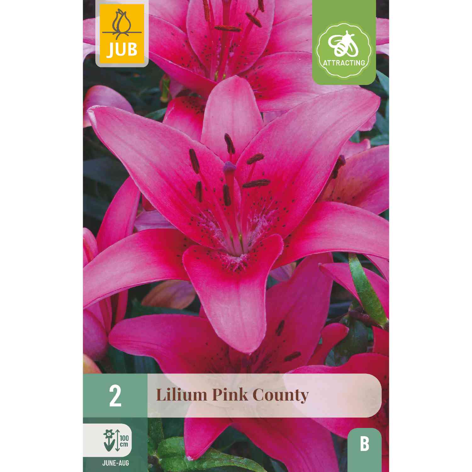 Asiatische Lilie 'Pink County', 2 Stück