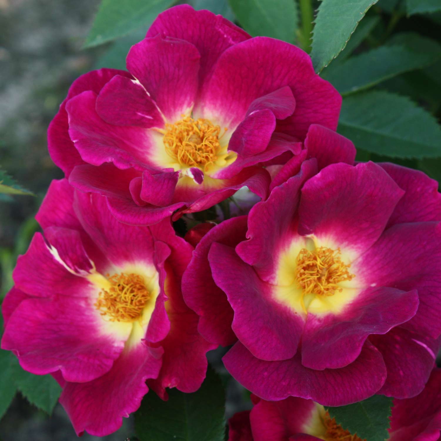 Bodendeckerrose 'Weg der Sinne®' C6 Lieferform: Im 6 Liter Topf