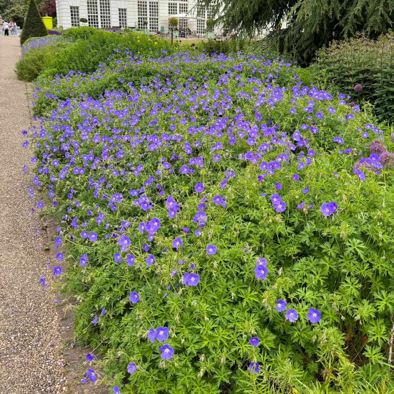 Storchschnabel 'Rozanne®'