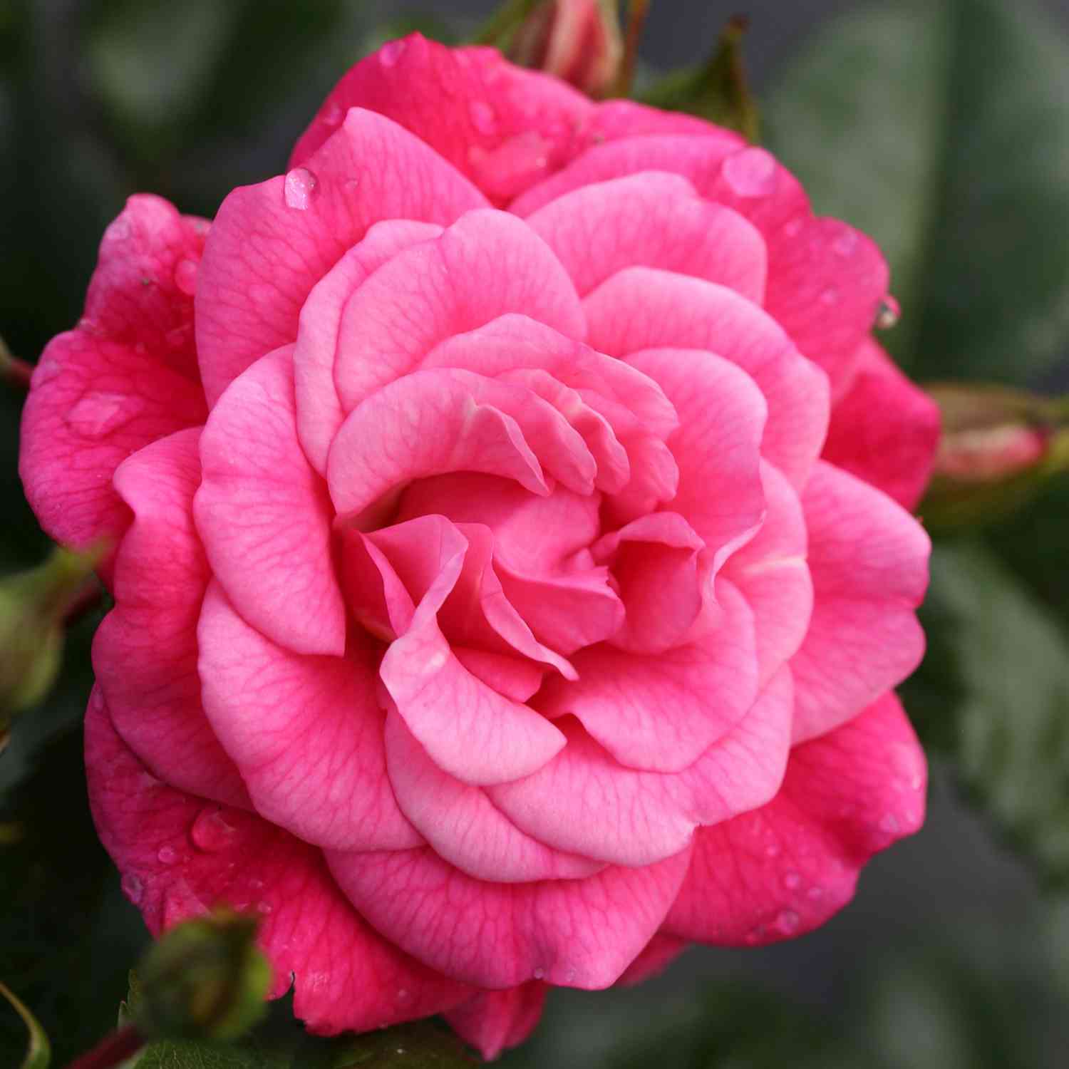 Bodendeckerrose 'Palmengarten Frankfurt®' - ADR-Rose