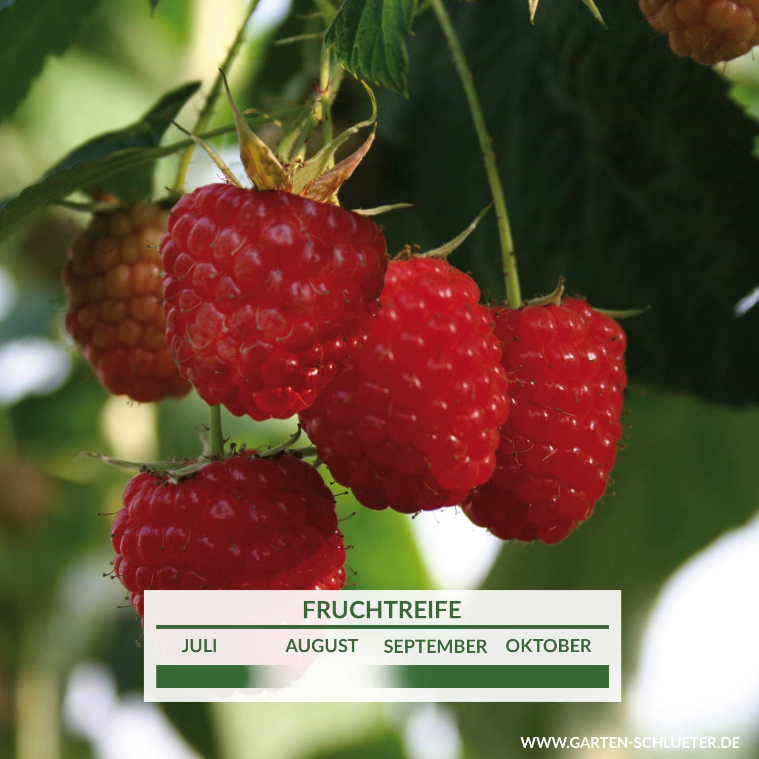 Säulen-Himbeere 'Twotimer® Sugana®' Liefergröße: 40-60 cm
