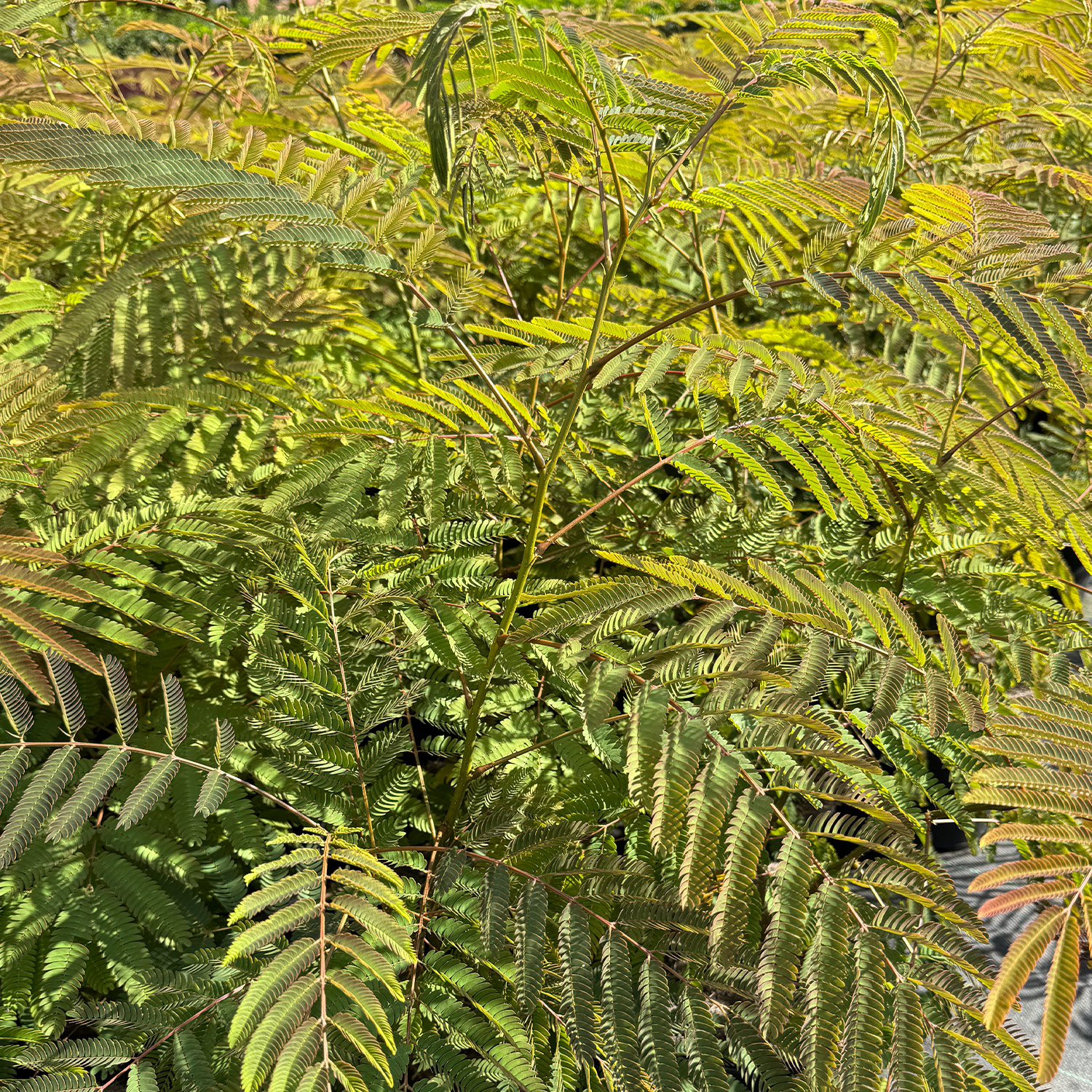 Seidenbaum 'Ombrella'