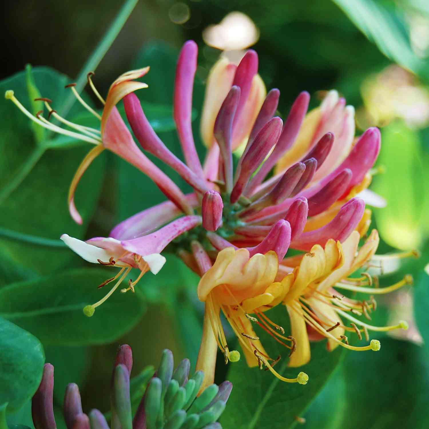 Geißblatt 'Goldflame'