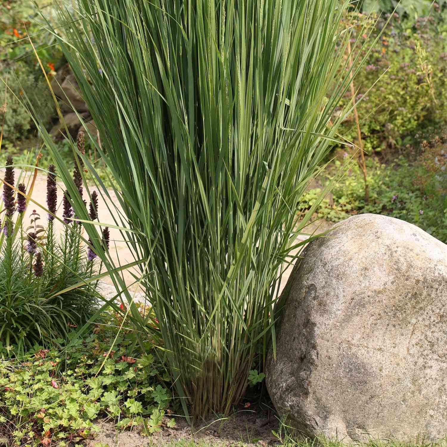Rutenhirse 'Northwind'