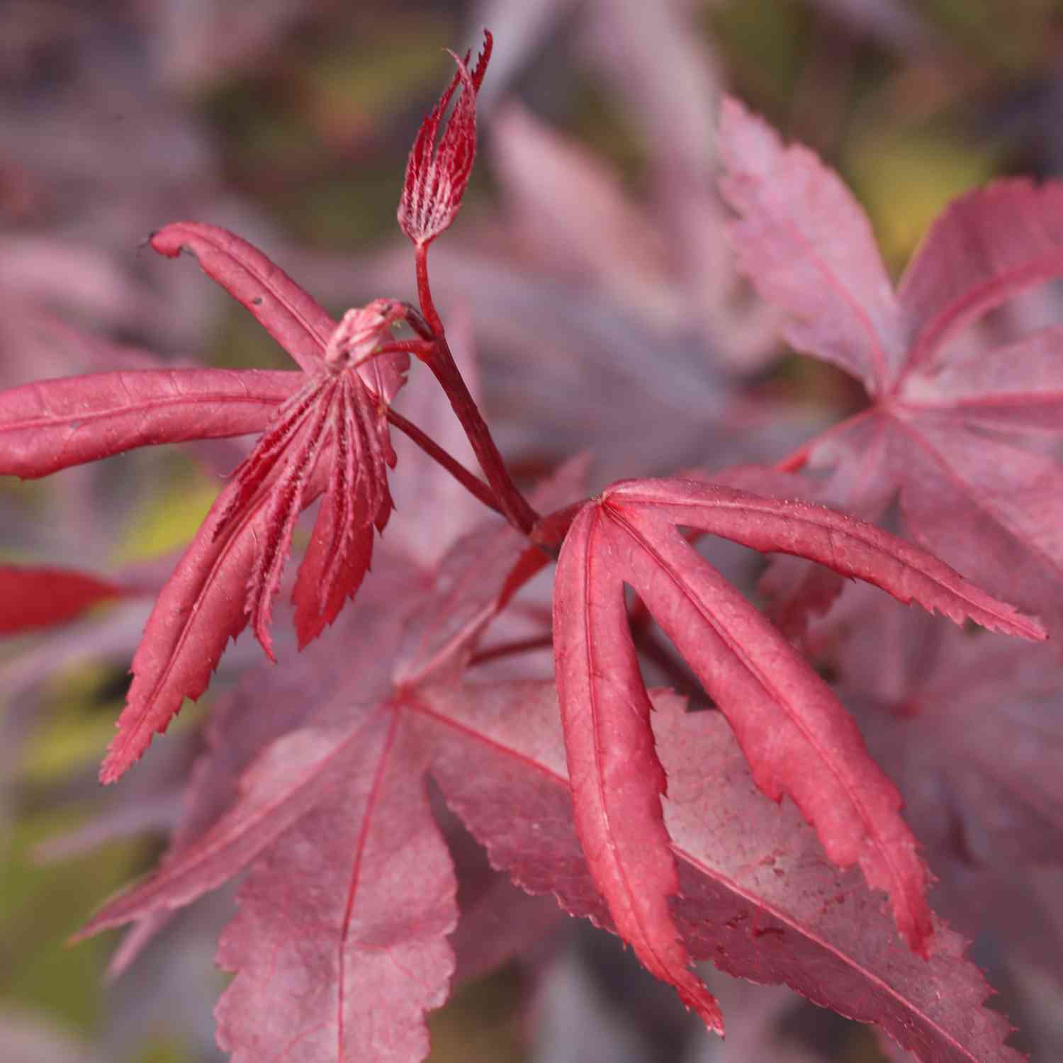 Rotblättriger Fächerahorn 'Bloodgood'
