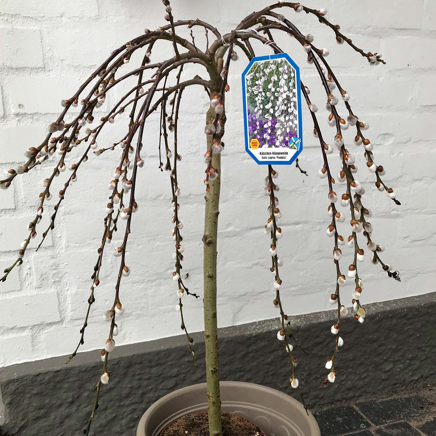 Hängende Kätzchenweide 'Pendula'