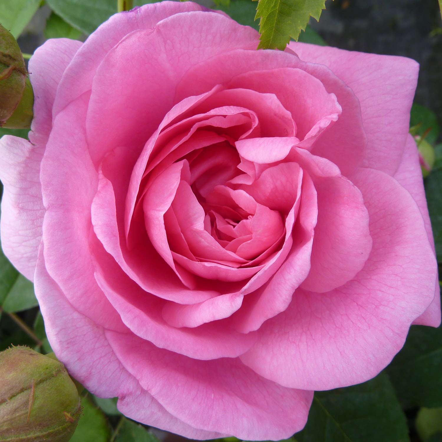 David Austin-Rose 'Gertrude Jekyll®' - AGM-Rose David Austin-Rose 'Gertrude Jekyll®' - AGM-Rose