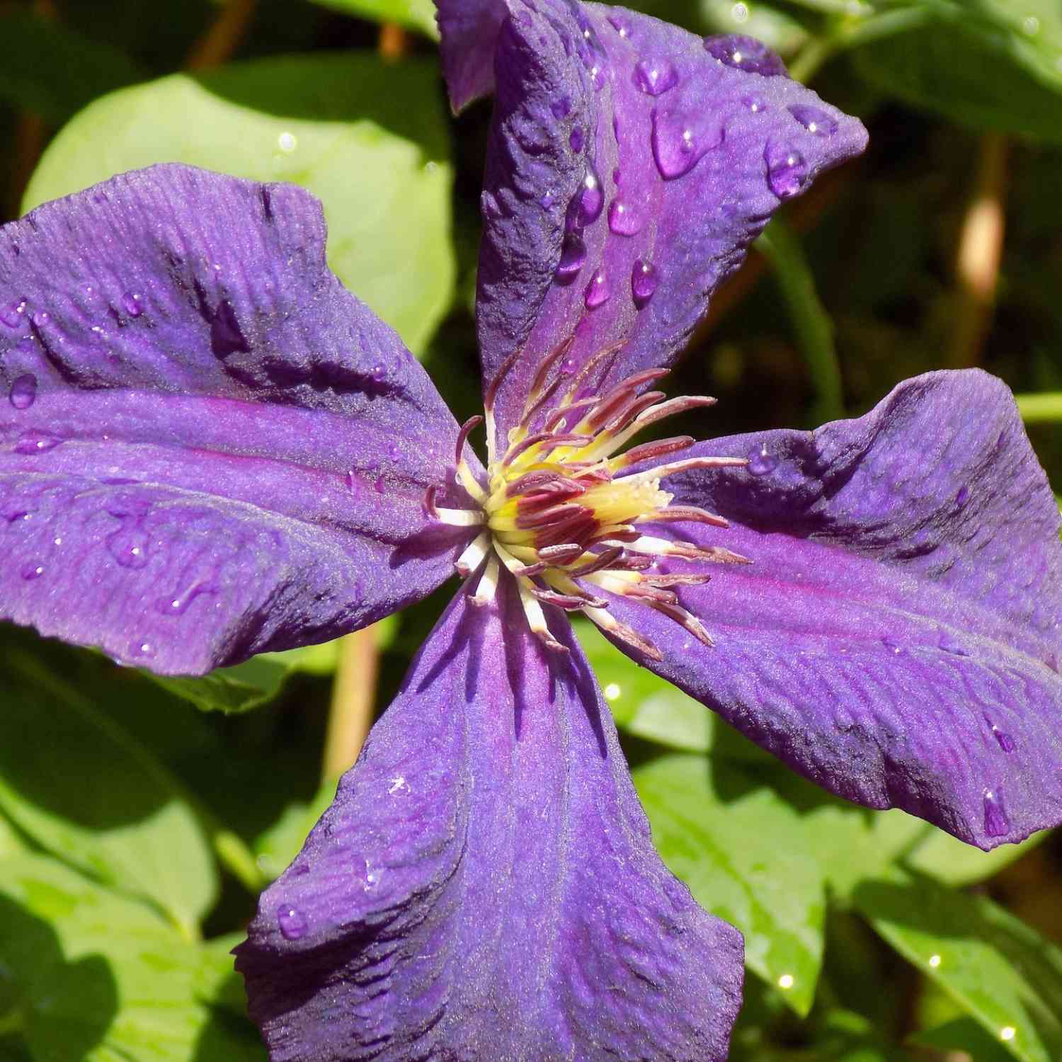 Clematis 'Polish Spirit'