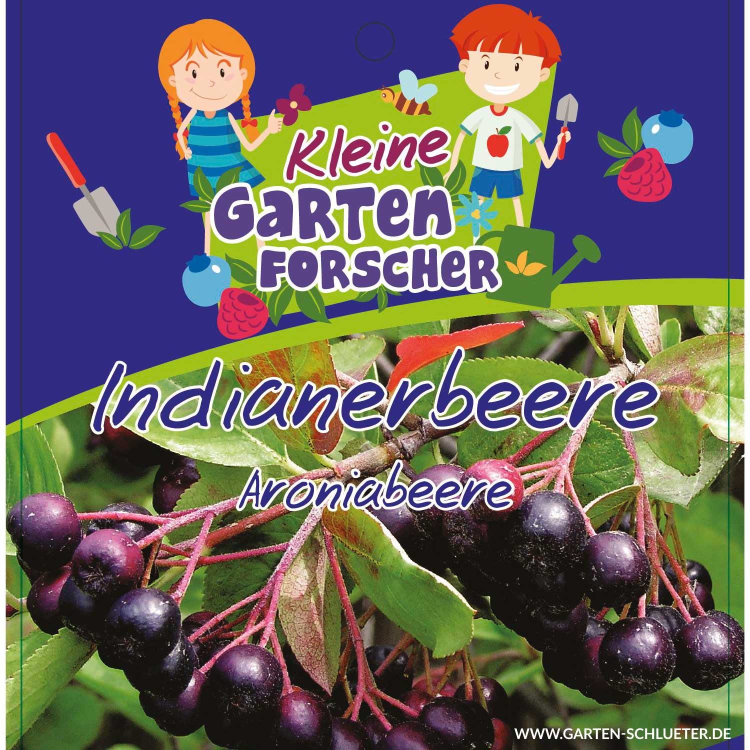 Apfelbeere 'Indianerbeere' Kleine Gartenforscher Liefergröße: ca. 60 - 100 cm