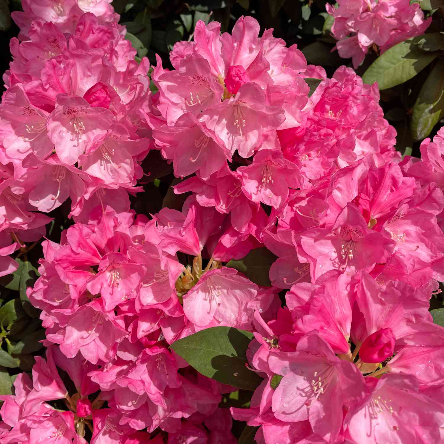 Ball-Rhododendron 'Morgenrot'