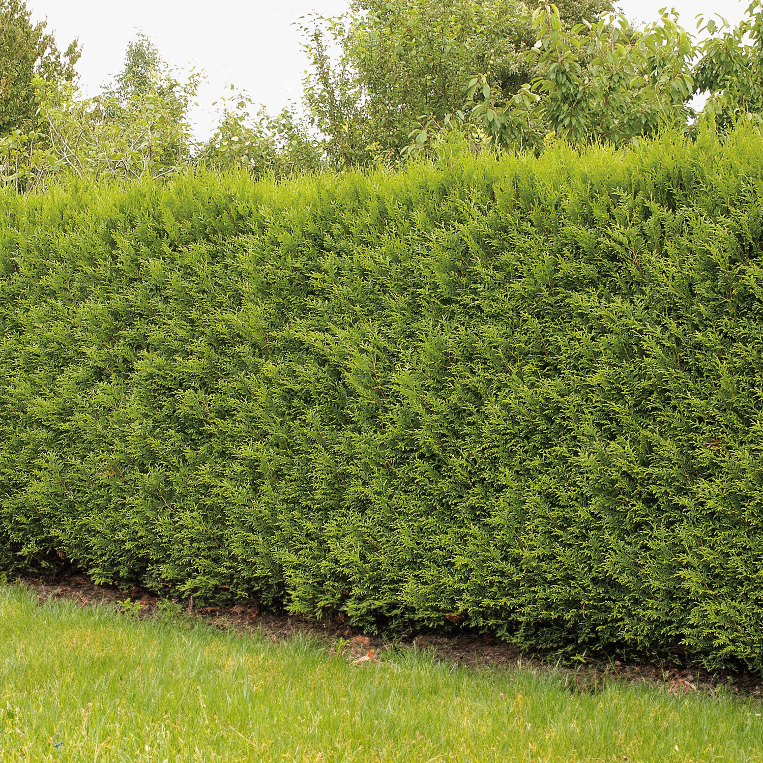 Lebensbaum - Thuja 'Brabant' Container, 60-80 cm Liefergröße: 60 - 80 cm