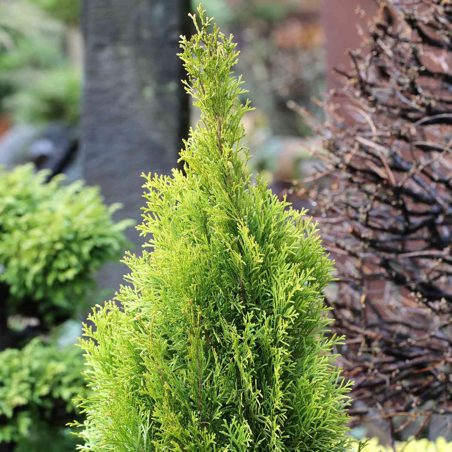 Lebensbaum 'Golden Smaragd'