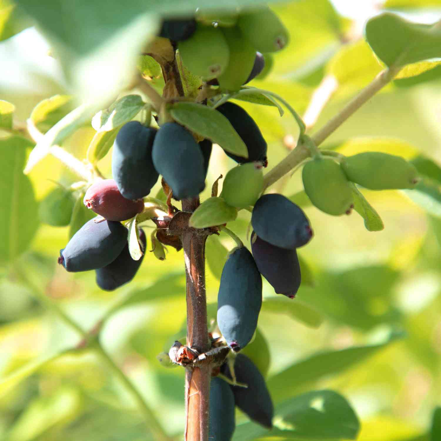 Sibirische Blaubeere 'Kalinka'® - Honigbeere