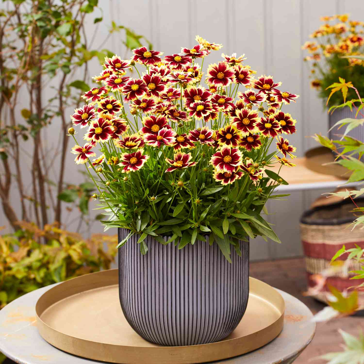 Großblumiges Mädchenauge 'Solar Fancy' Großblumiges Mädchenauge 'Solar Fancy'