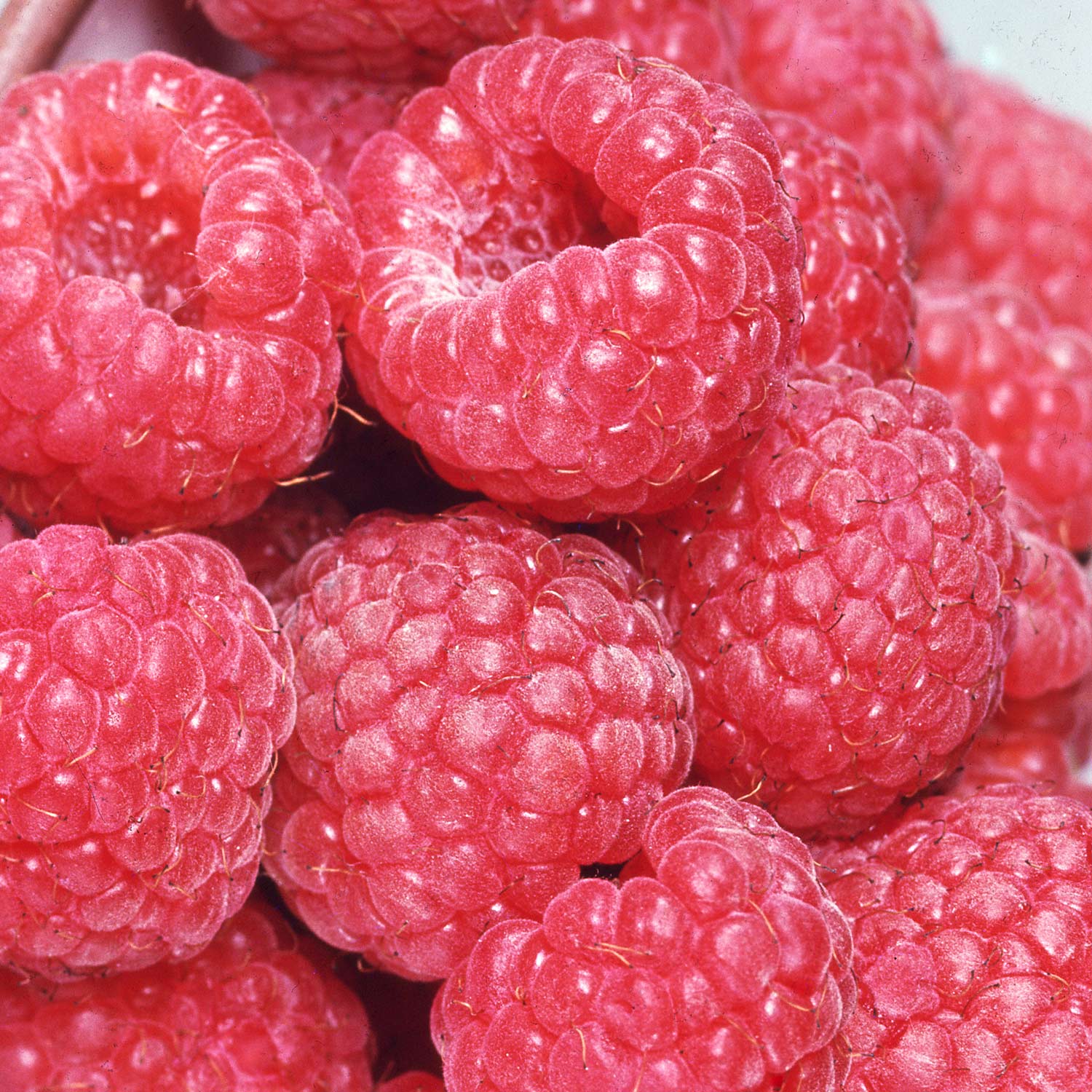 Sommerhimbeere 'TulaMagic®' Liefergröße: gestäbt