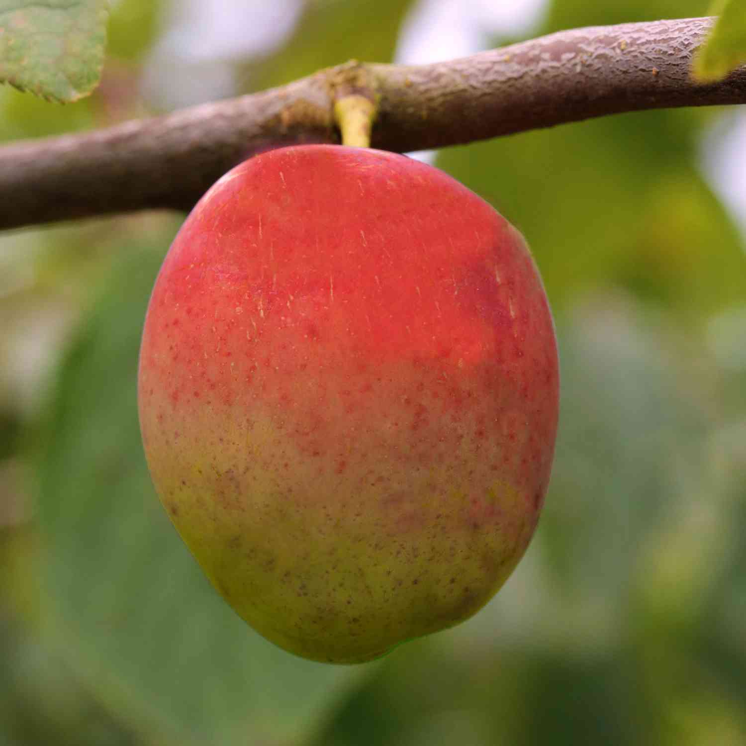 Pflaume 'Königin Viktoria'