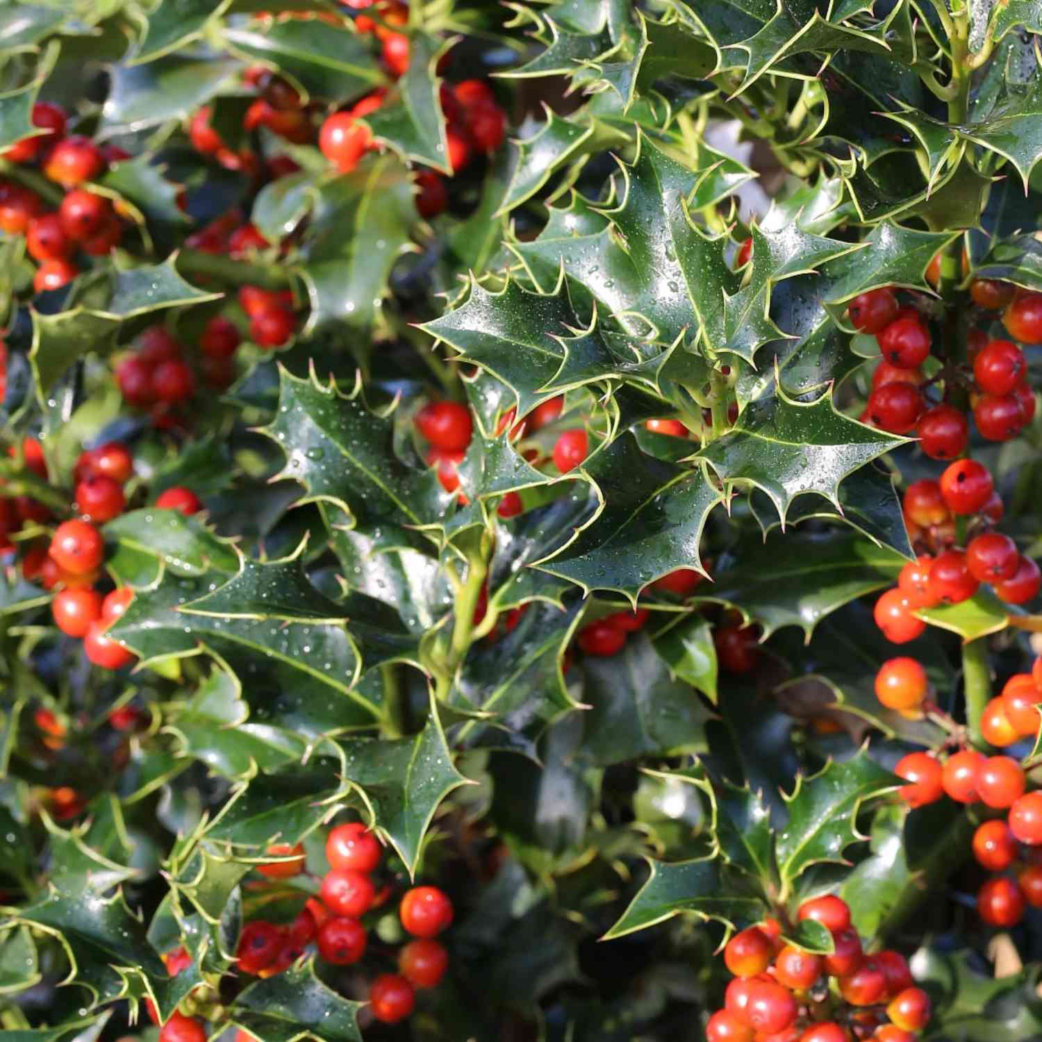 Stechpalme 'Alaska' Stechpalme 'Alaska'