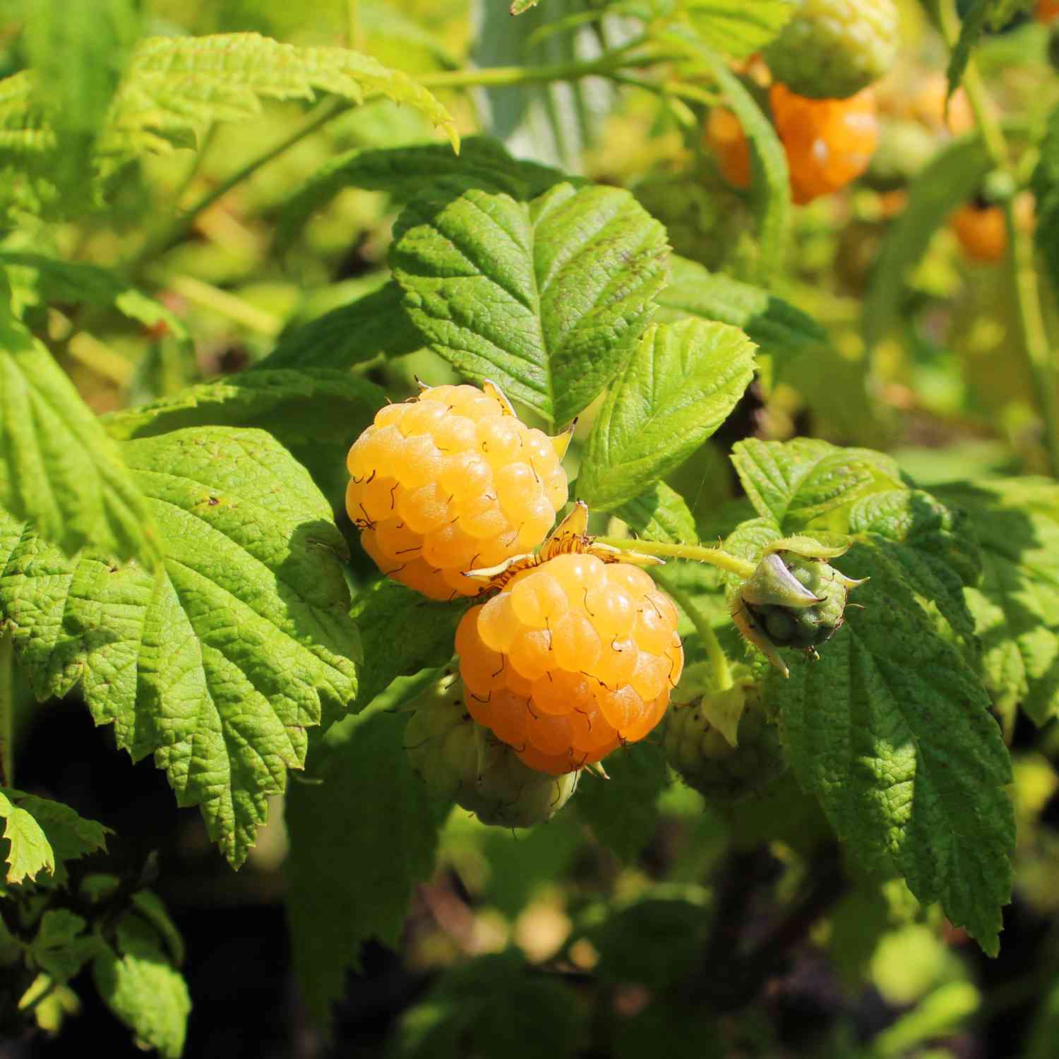 Herbsthimbeere 'Golden Everest' - die Gelbe