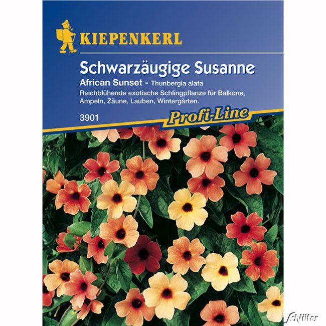Schwarzäugige Susanne 'African Sunset' Lieferform: Portionssaatgut