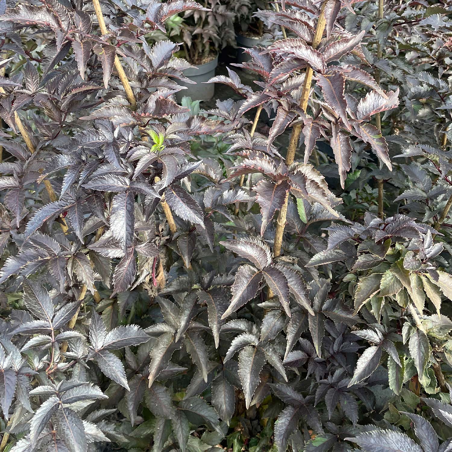 Dunkellaubige Säulen-Holunder 'Black Tower' Dunkellaubige Säulen-Holunder 'Black Tower'