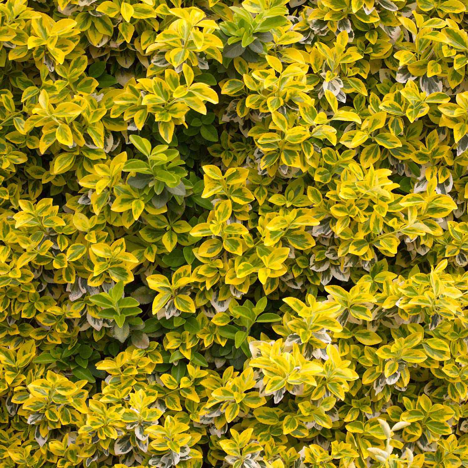 Kriechspindel 'Emerald´n Gold' auf Stamm