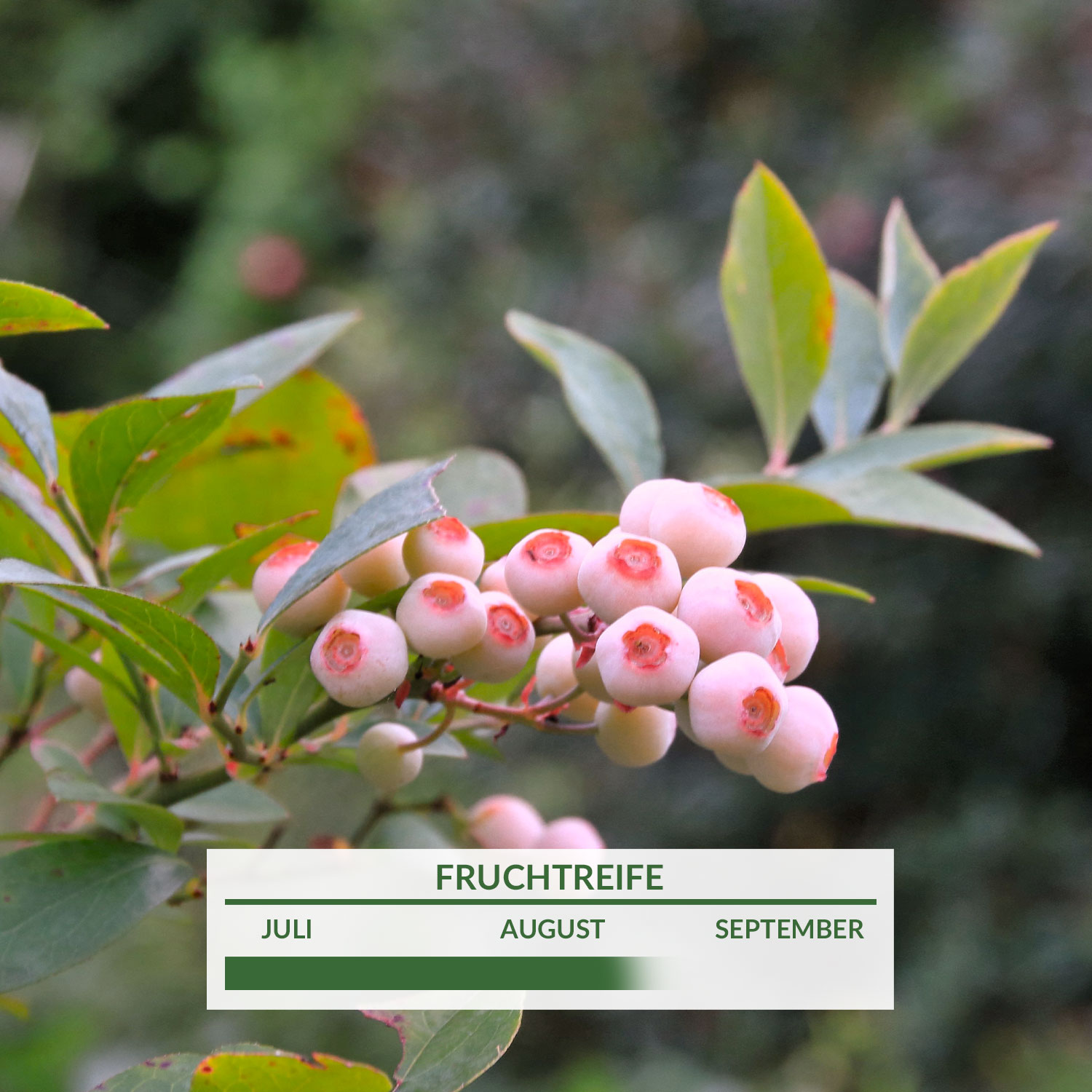 Heidelbeere 'Pink Bonbons®' Liefergröße: 30 cm - 40 cm