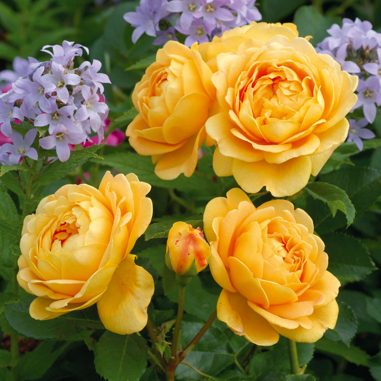 David Austin-Rose 'Golden Celebration®' - AGM-Rose Wurzelnackte Pflanze Liefergröße: mind. 3 starke Triebe