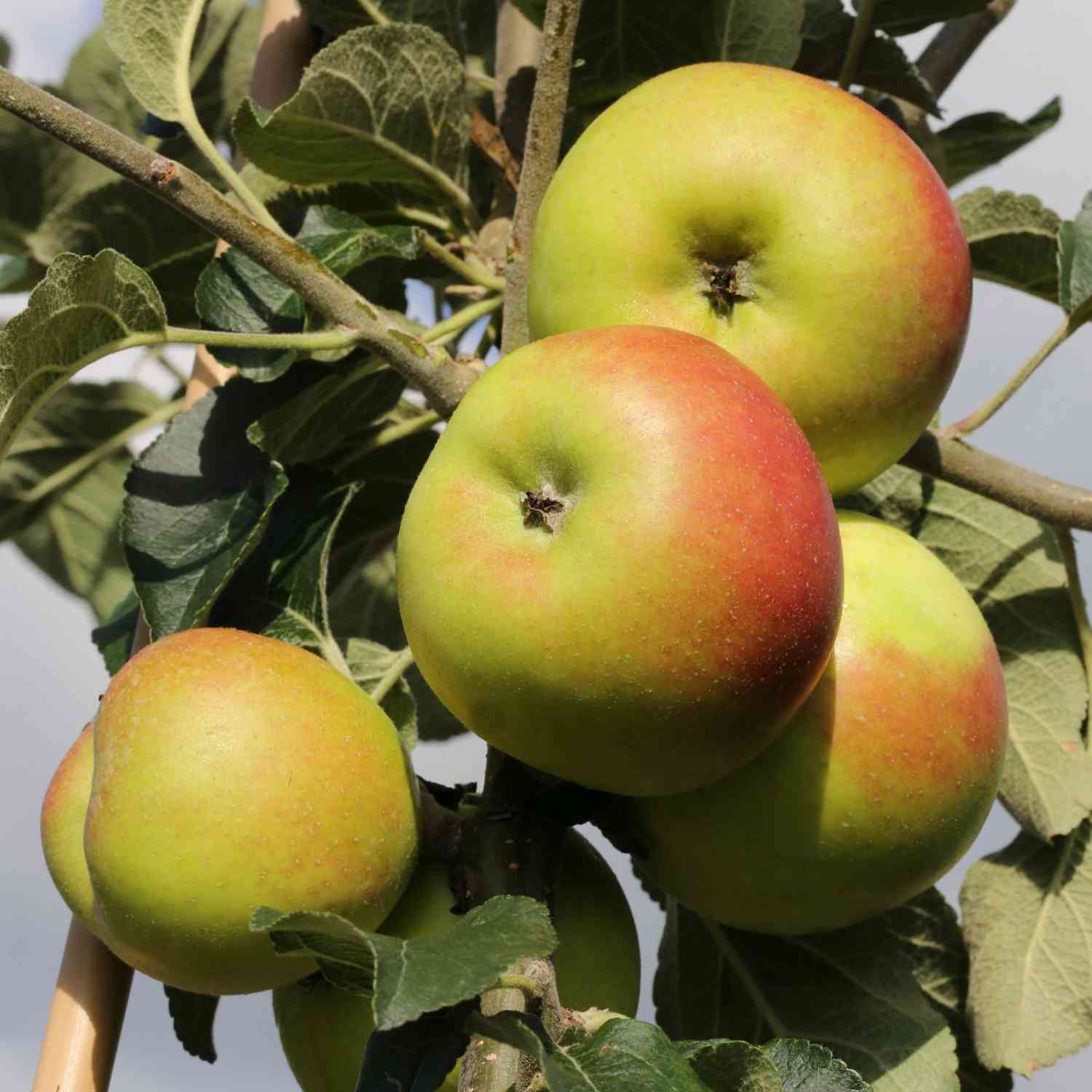 Zwerg-Apfel 'Roter Berlepsch'