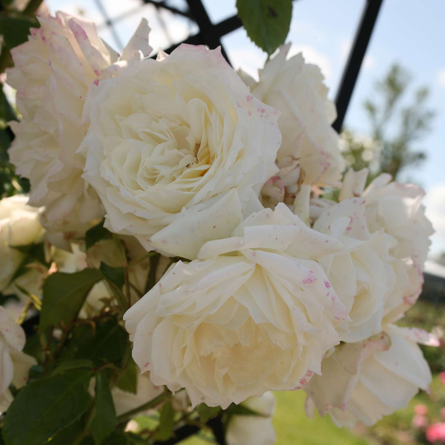 Kletterrose 'Alaska®' Wz, 2 - 3 Triebe Liefergröße: A-Qualität, mindestens 3 starke Triebe