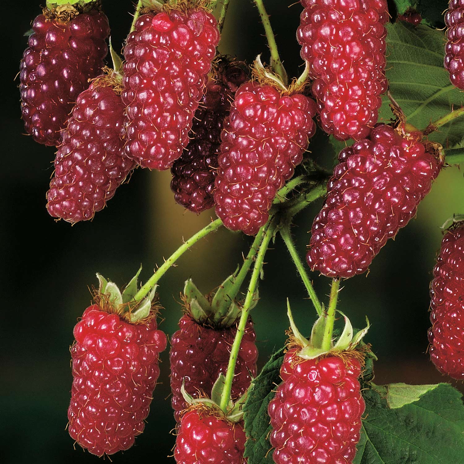 Him-Brombeere 'Tummelberry' Lieferform: Im 2 Liter Topf