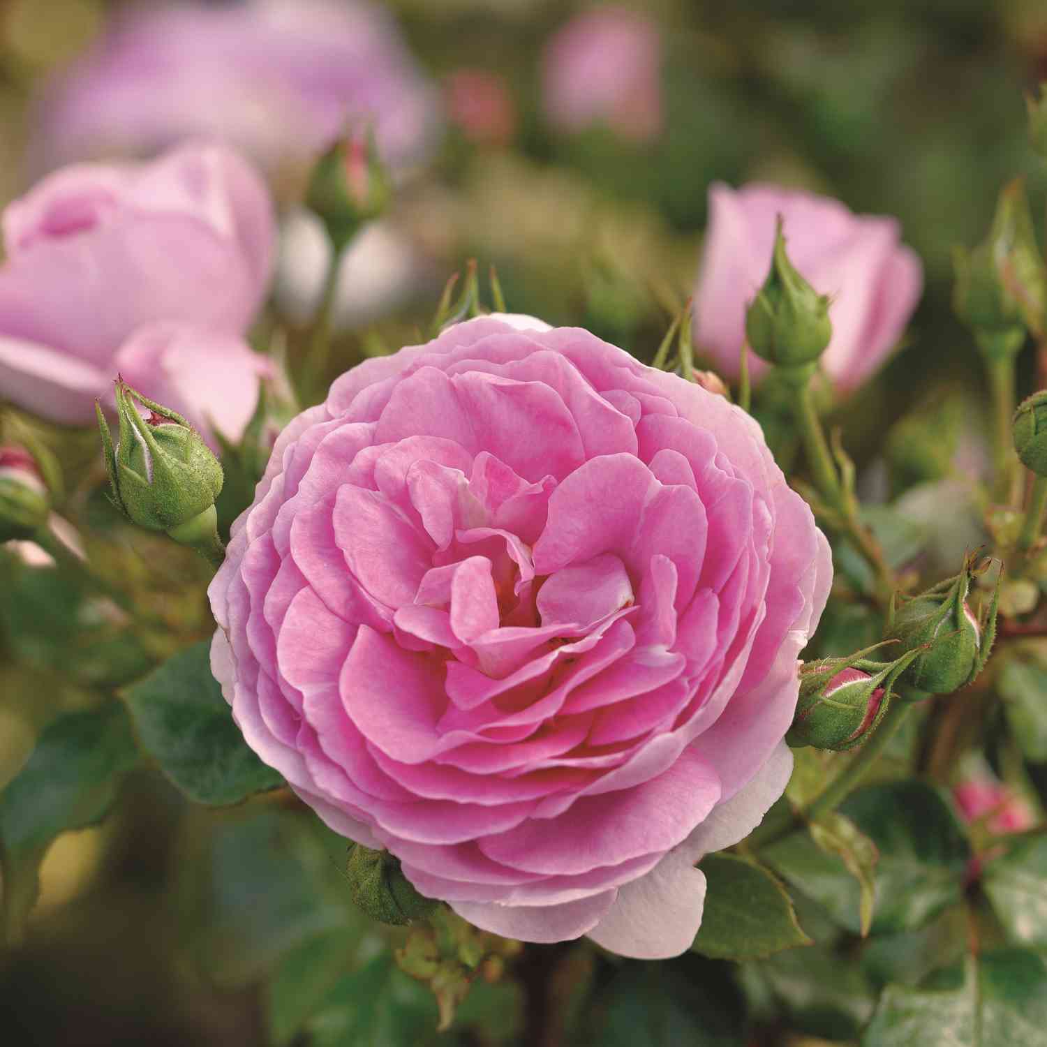 Kletterrose 'Ozeana'
