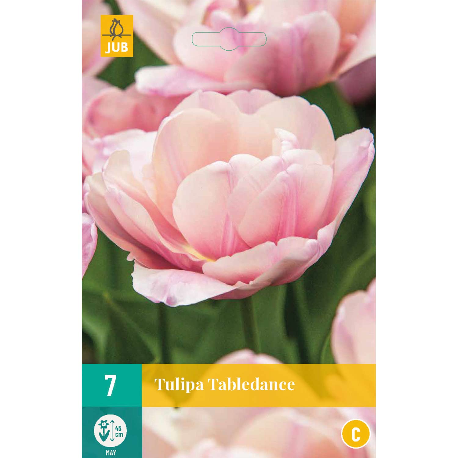 Späte gefüllte Tulpe 'Tabledance®' - 7 Stück Liefergröße: Zwiebelgröße 11/12
