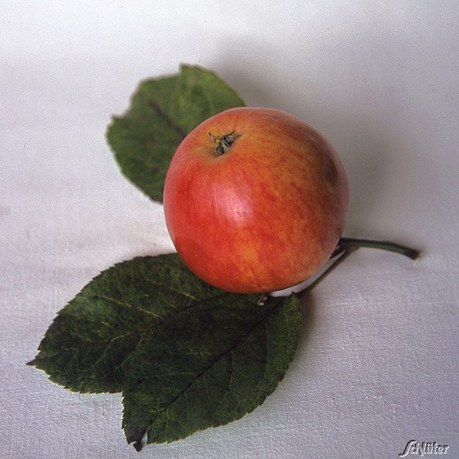 Zwerg-Apfel 'Pinova®'