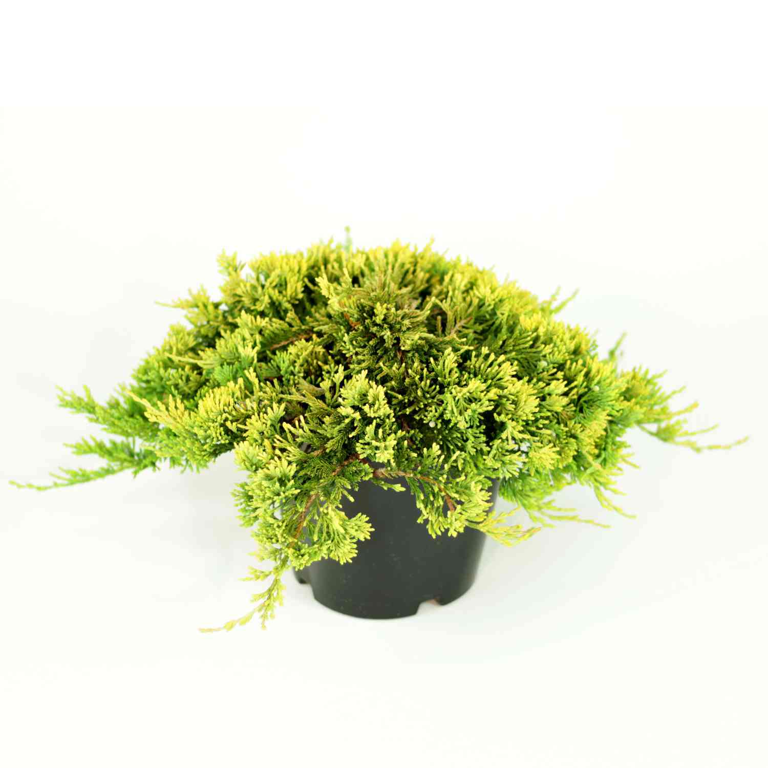 Goldener Teppichwacholder 'Golden Carpet'