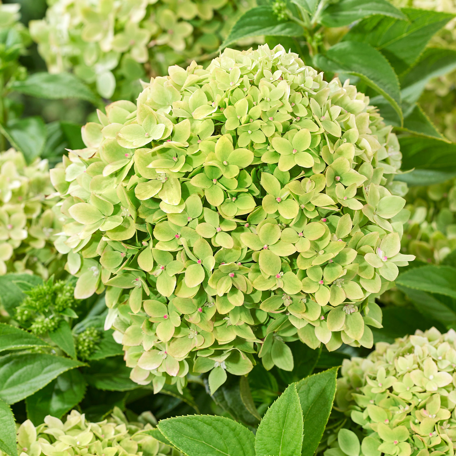 Zwerg-Rispenhortensie 'Living Little Apple®'