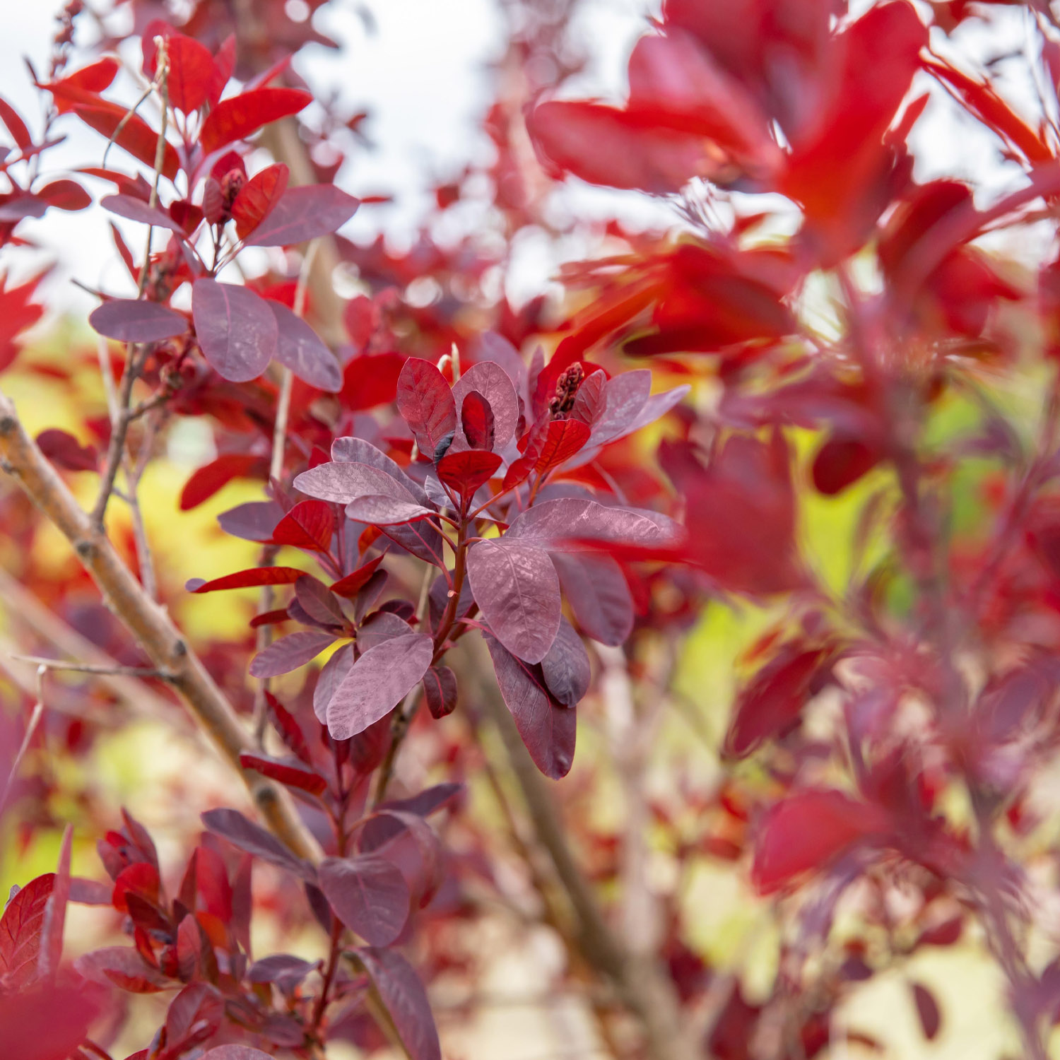 Perückenstrauch 'Royal Purple'