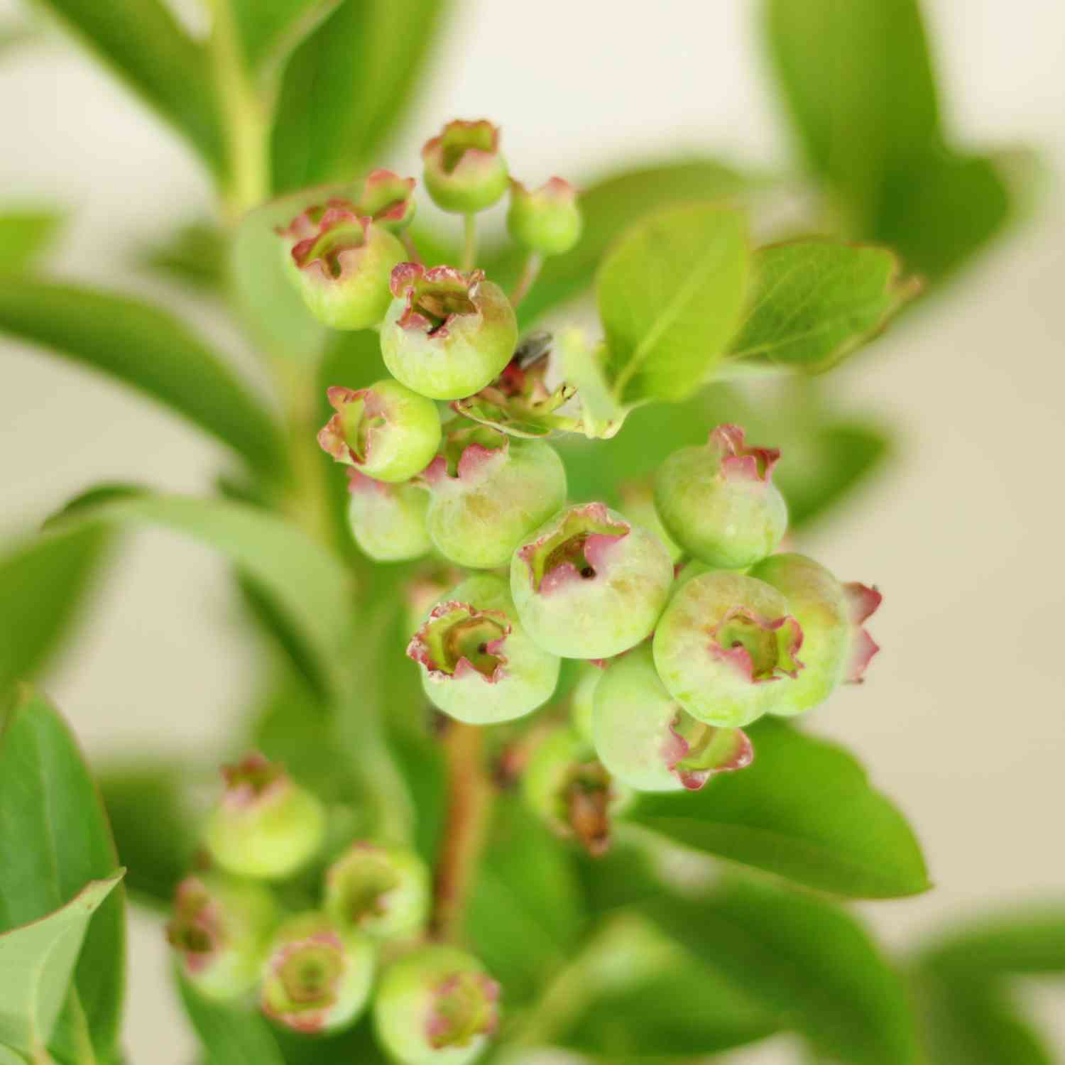Heidelbeere 'Brigitta Blue'
