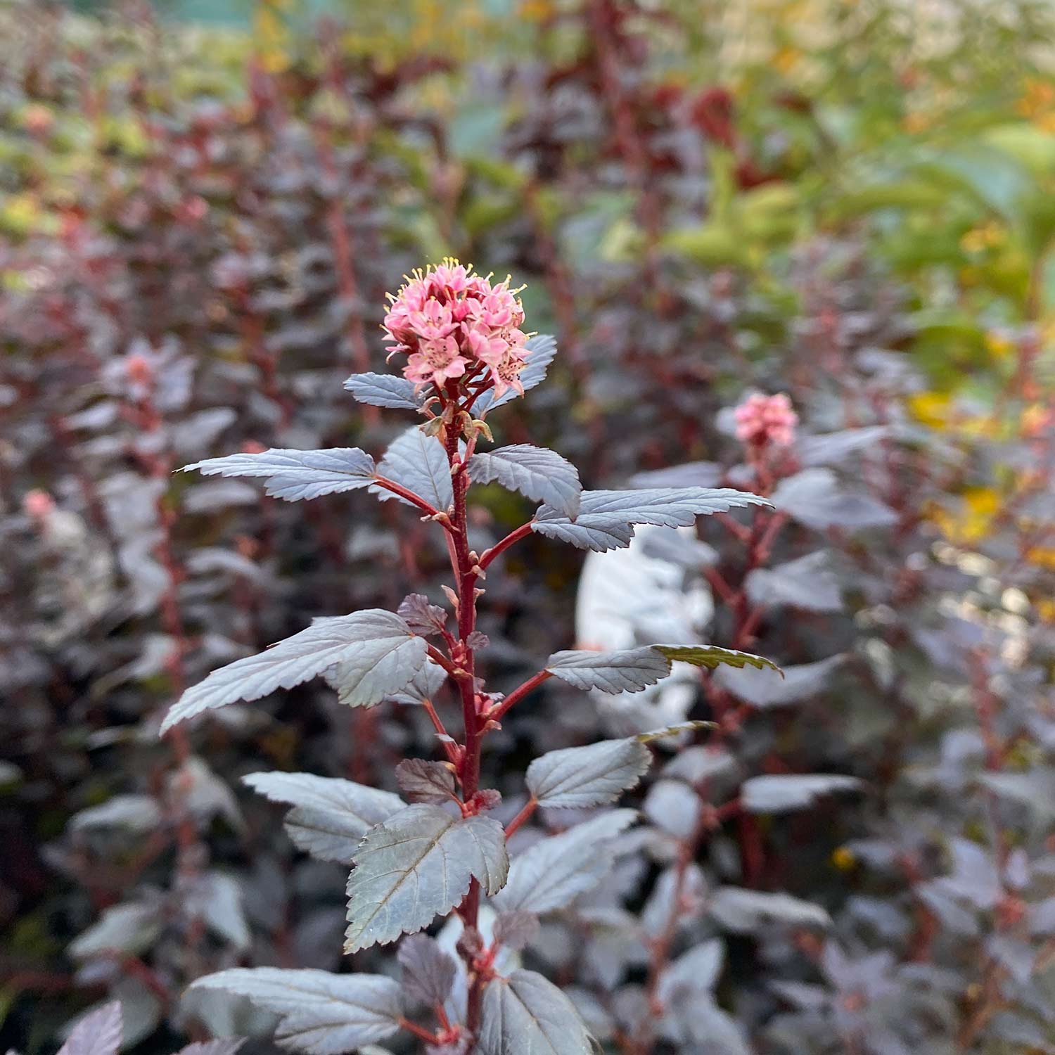 Fasanenspiere 'Little Joker®'