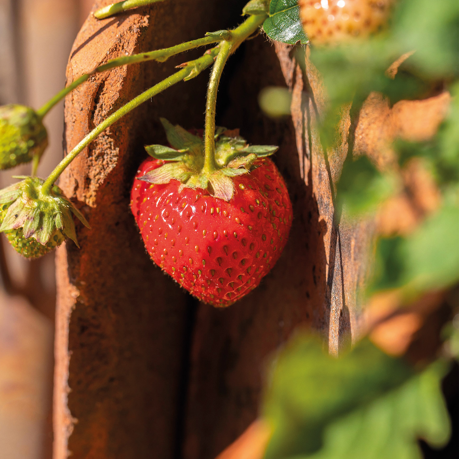 Erdbeeren sicher überwintern - Garten Schlüter
