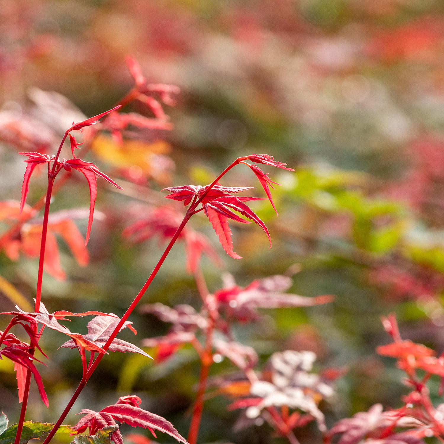 Fächerahorn 'Beni-Maiko'
