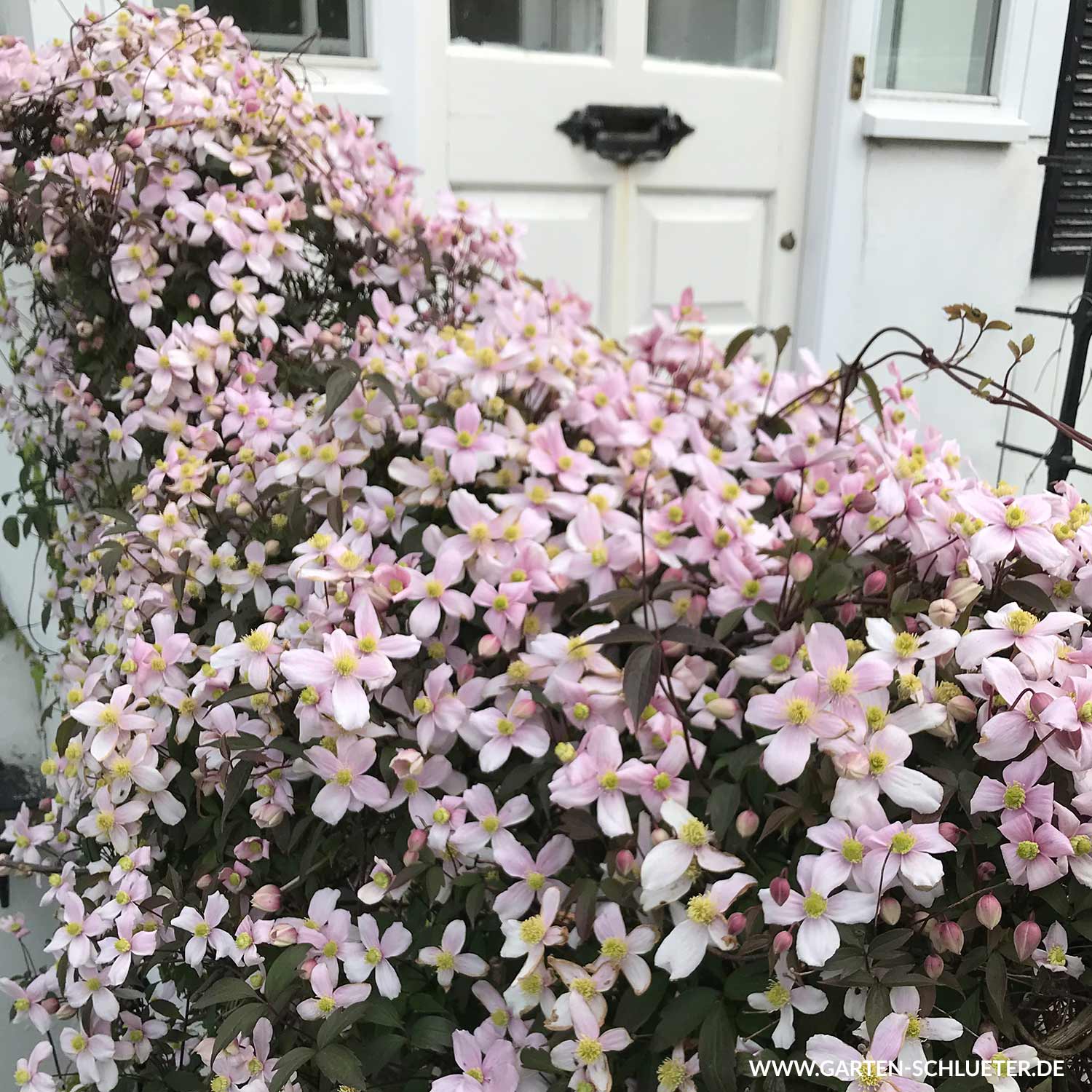 Clematis 'Rubens'
