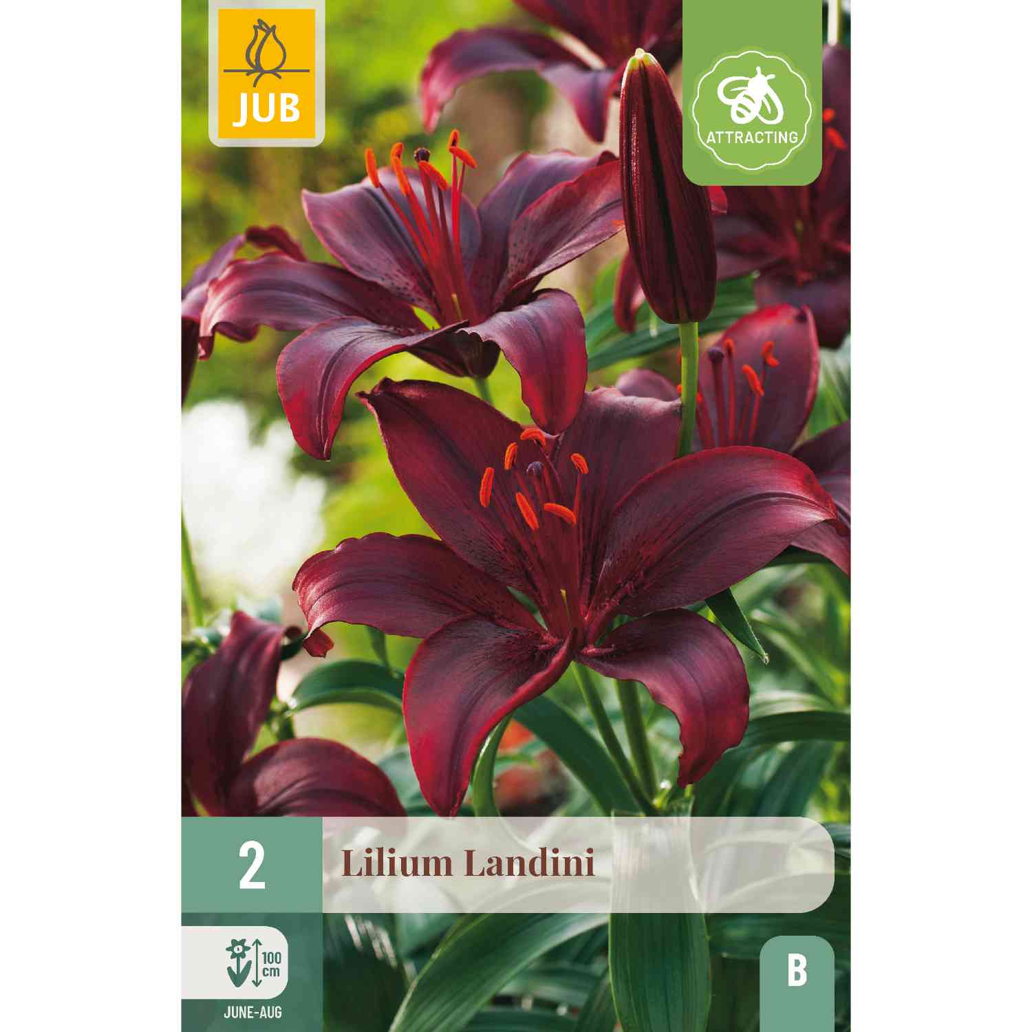 Asiatische Lilie 'Landini', 2 Stück