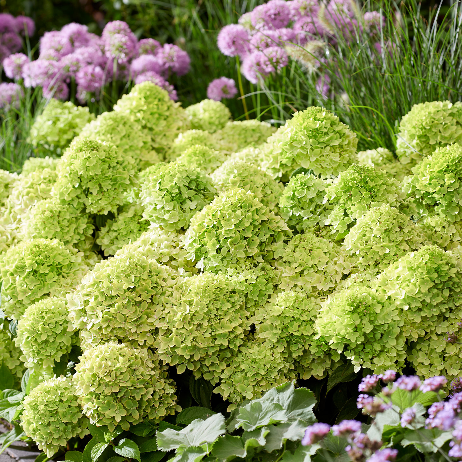 Kategorie <b>Blütensträucher und Ziergehölze </b> - Zwerg-Rispenhortensie 'Living Little Apple®' Liefergröße: 30 - 40 cm - Hydrangea paniculata 'Living Little Apple®'
