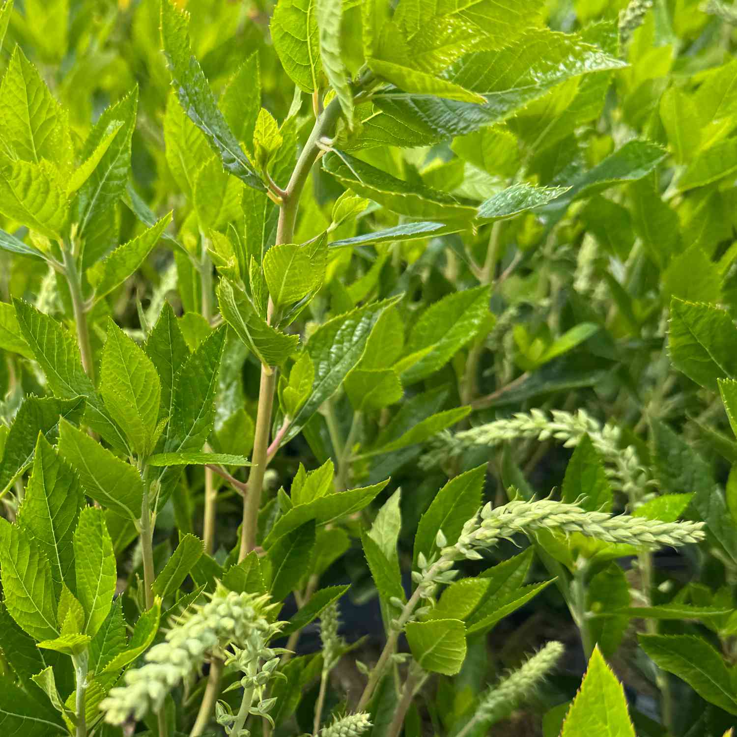 Silberkerzenstrauch 'Hummingbird'