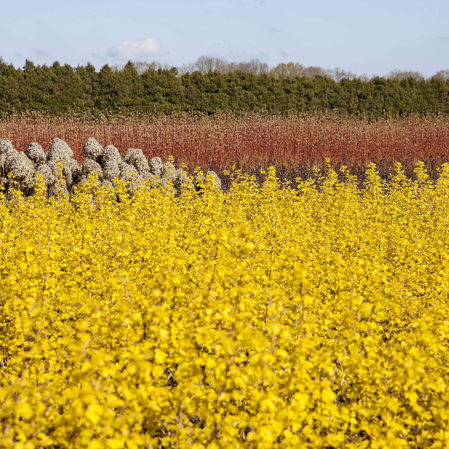 Blasenspiere 'Dart's Gold'